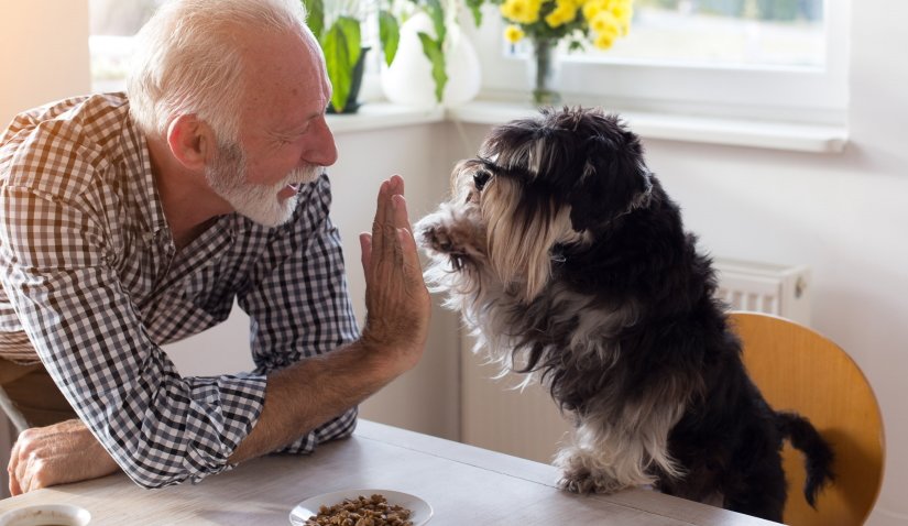 Dog giving five with paw