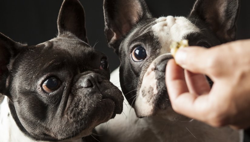 Two French Bulldogs and Treats