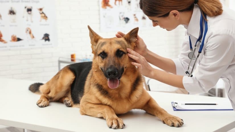Veterinarian cleaning dog ears