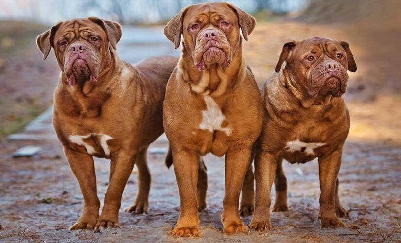 Three large dogs for a walk