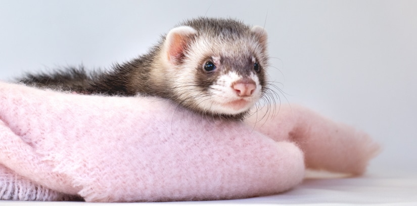 Cute ferret with pink scarf