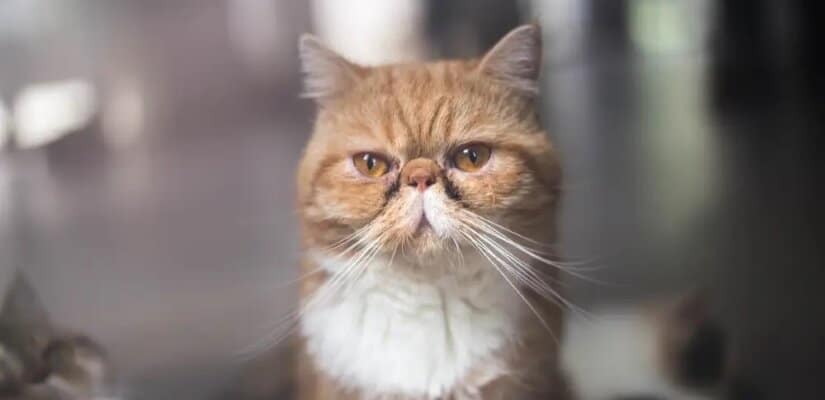 Exotic Shorthair • Nutrition, Temperament & Physical Description