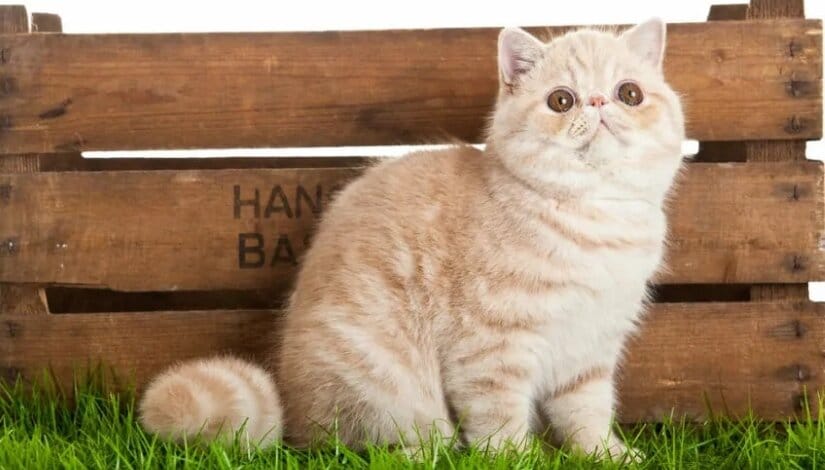 Exotic Shorthair Kitten