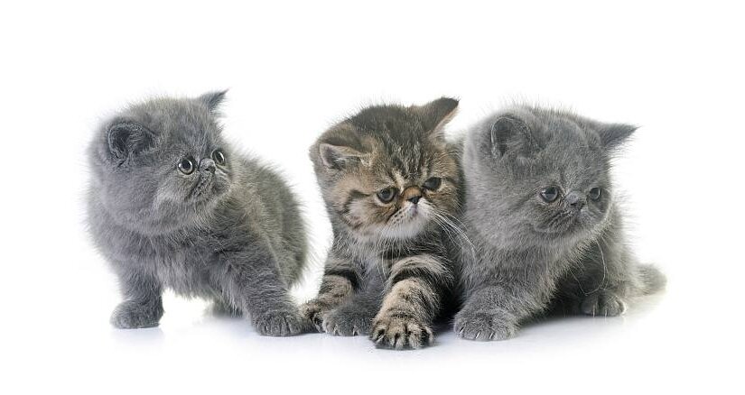 Exotic Shorthair Kittens