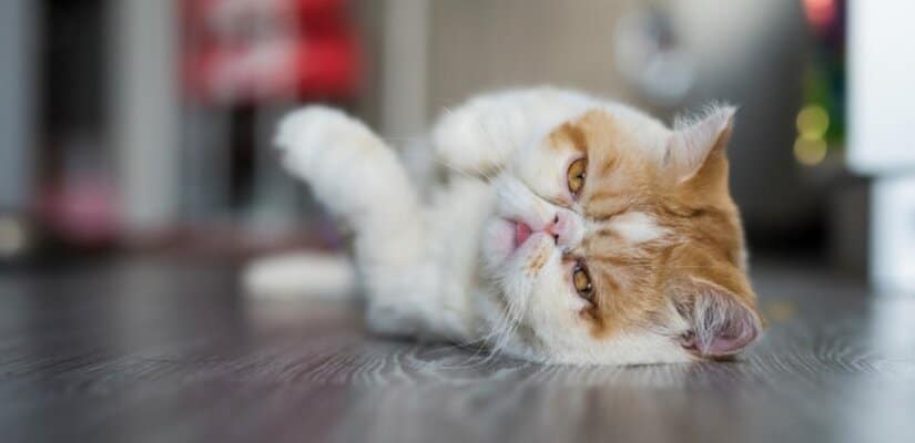 Best cat food for exotic outlet shorthair