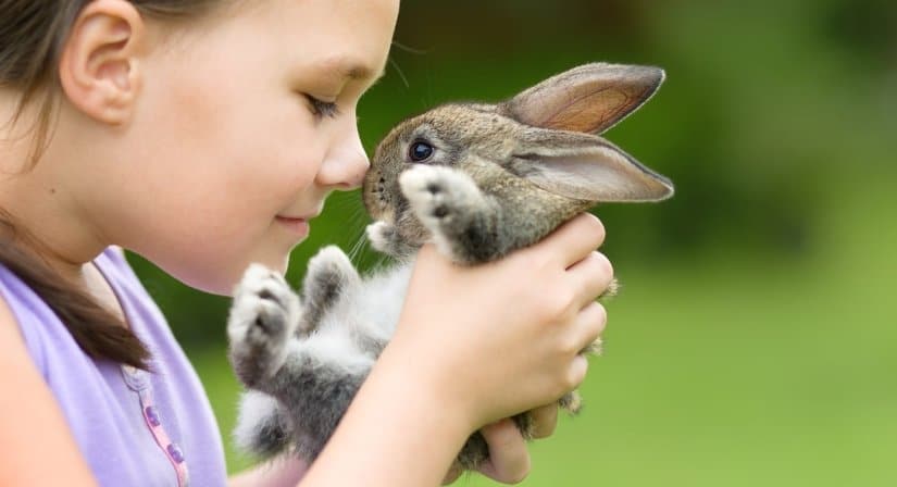 Rabbit is a Good First Pet