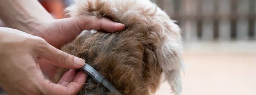 Dog Collar On Brown Dog