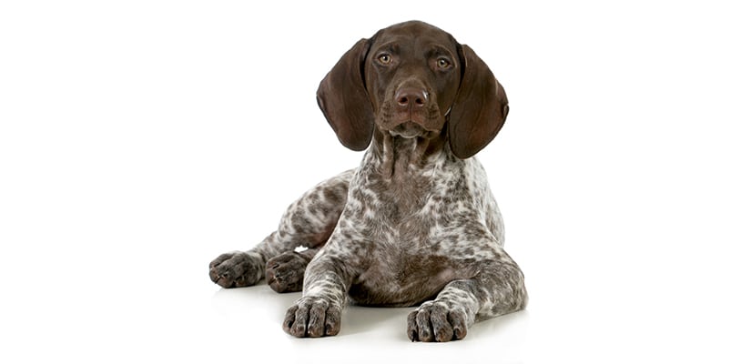 German Shorthaired Pointer