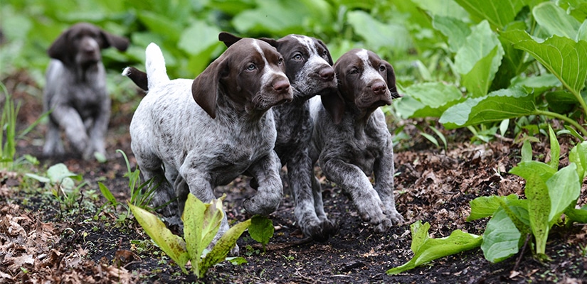 German Shorthaired Pointer Puppies