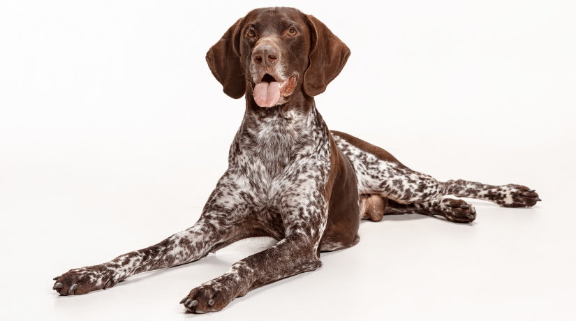 Mi karma sale german shorthaired pointers