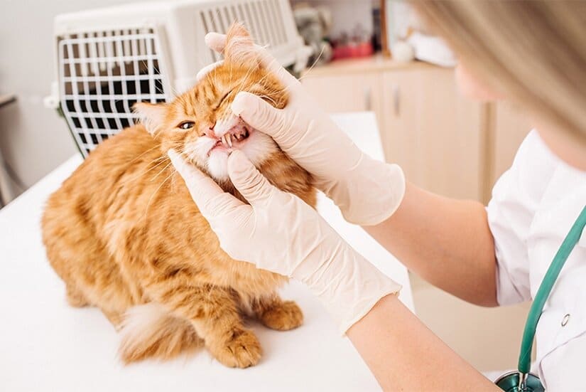 Cat in vet