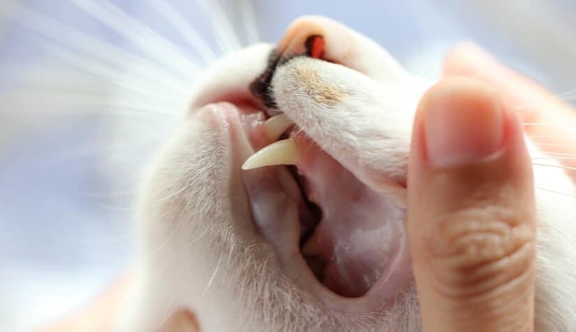 Gingivitis in Cats