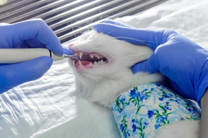 Anesthesia for Cat