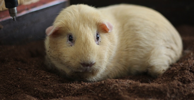 Guinea pig on fleece