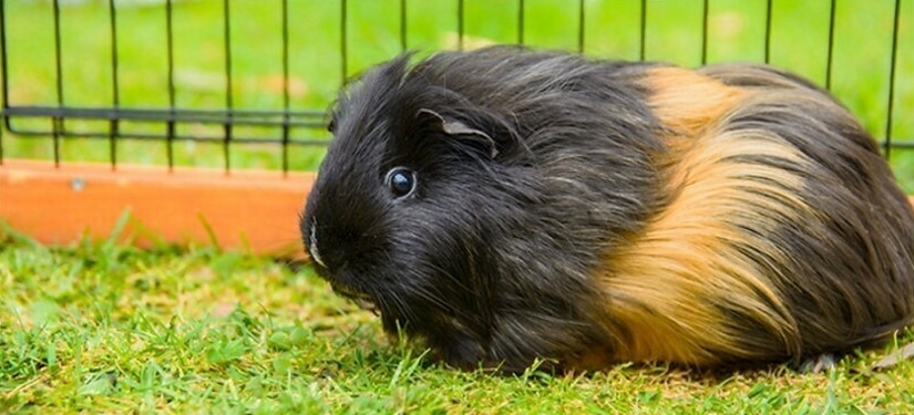 Two guinea pigs in best sale one cage