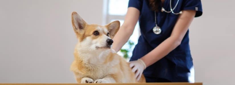 Vet with dog