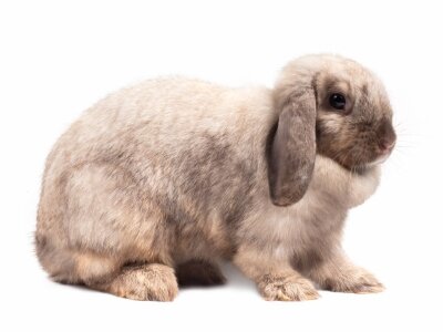 Holland Lop