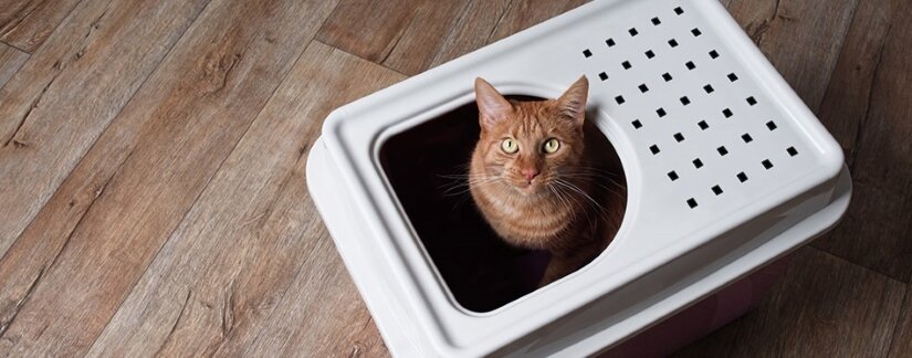 Cat in Enclosed Litter Box