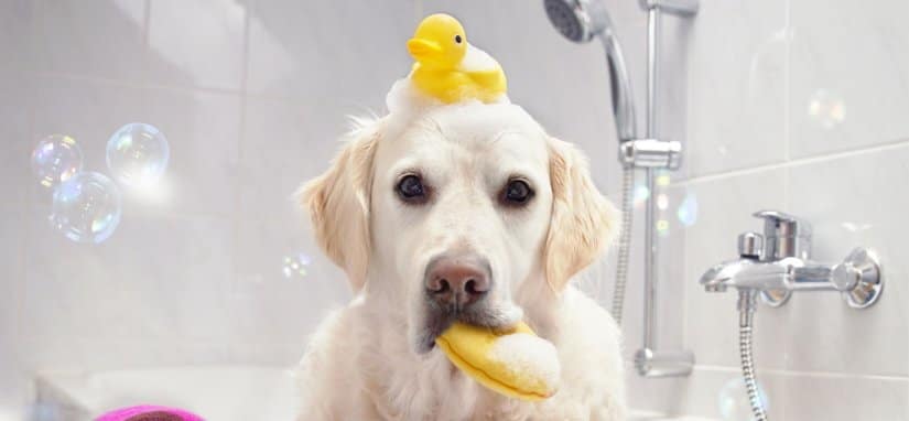 Happiness dog taking a bath