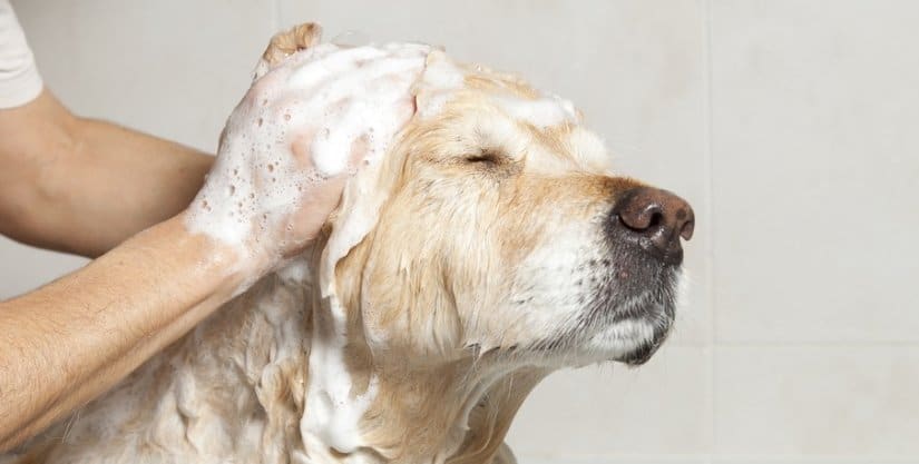 Happiness dog taking a bath