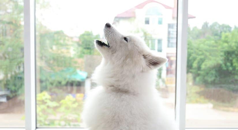 Samoyed howling