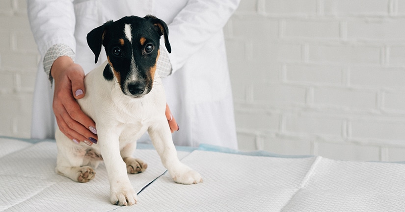 Puppy in vet clinic