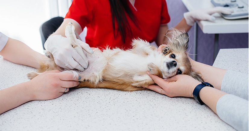 Puppy in vet clinic