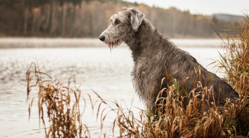 Dog by the river