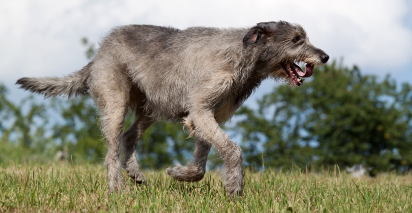 Dog running around the meadow