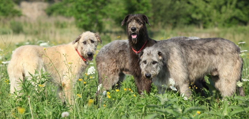 3 dogs of different colors