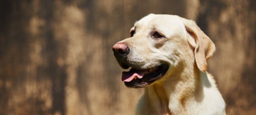 Labrador Retriever Portrait