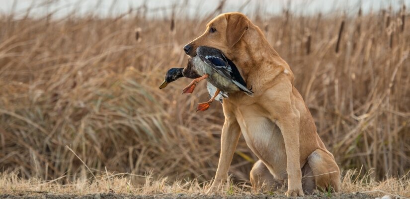 Labrador Retriever With Duck