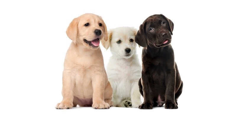 Labrador Retriever Puppies