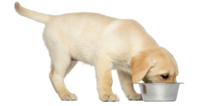 Labrador Retriever Eats