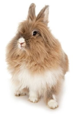 Lionhead Rabbit