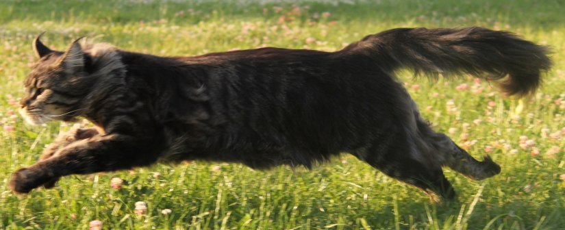 Cat runs through the meadow