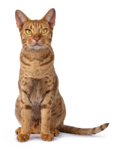 Male Ocicat