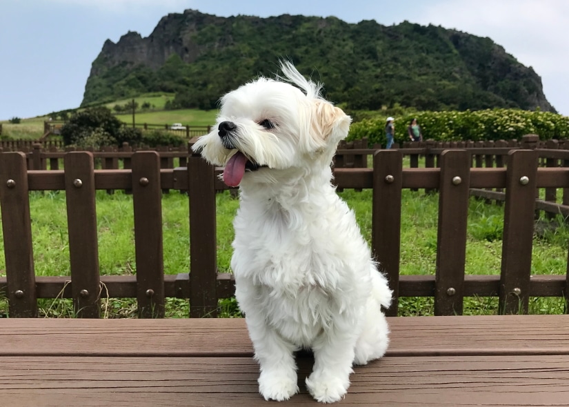 Cute Maltese puppy