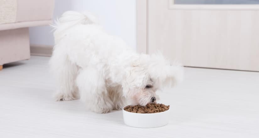 Maltese eating his food