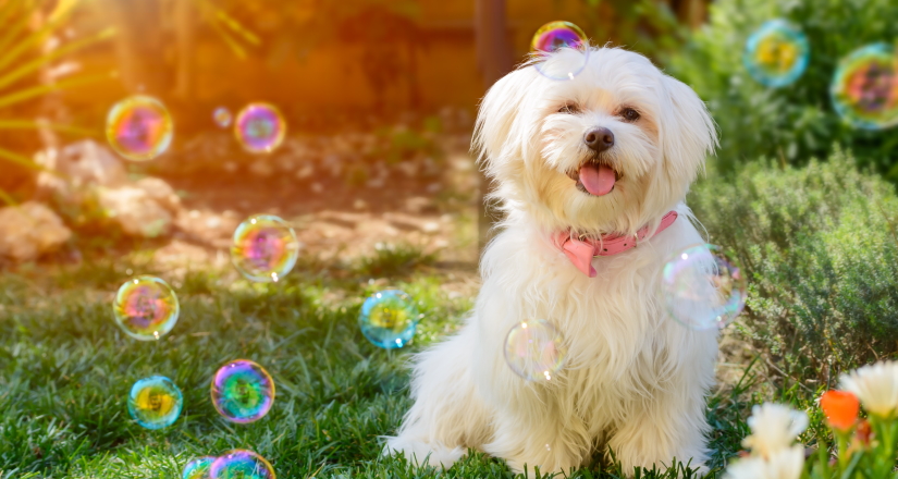 Maltese among Soap Bubbles