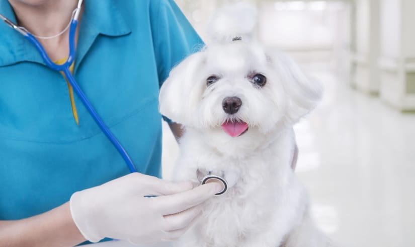 Veterinarian examines small puppy