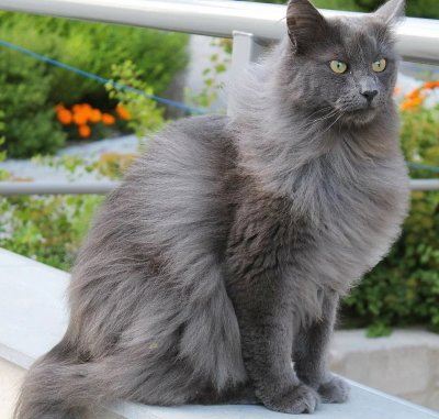 Longhair cat