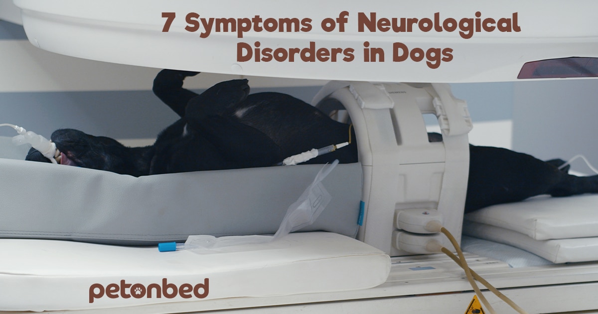 7-symptoms-of-neurological-disorders-in-dogs-pet-on-bed