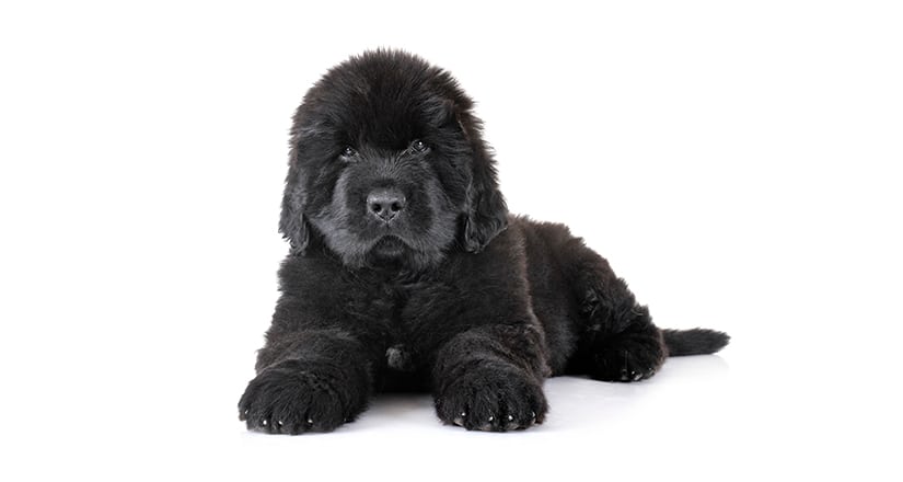Cute black puppy