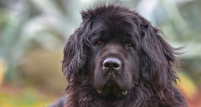 The wind blows the dog's hair