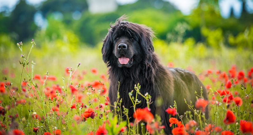Newfoundland stands in a field of flowers