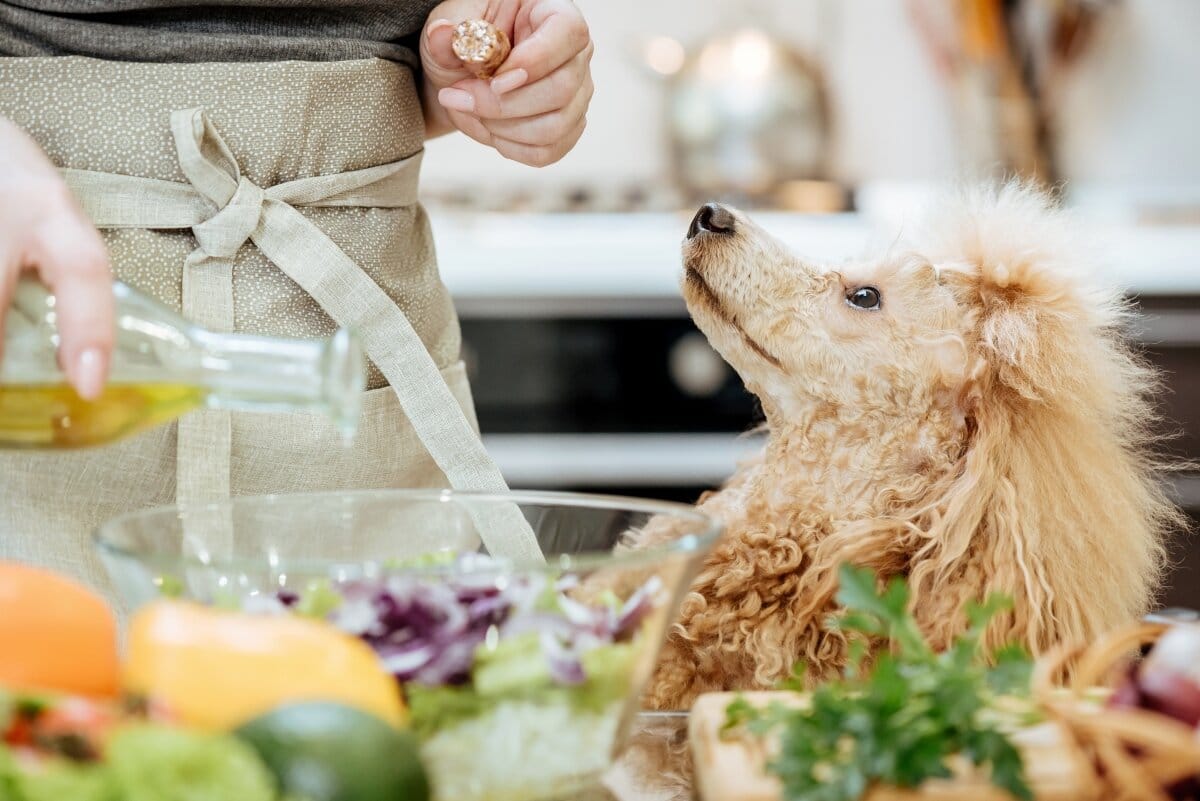 Olive Oil for Dogs 8 Reasons to Add Olive Oil to Your Dog’s Diet