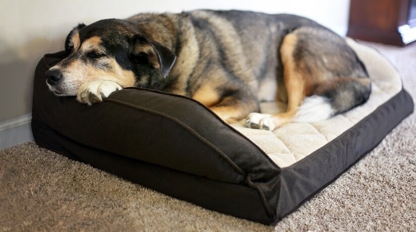 Dog Sleep On Orthopedic Bed