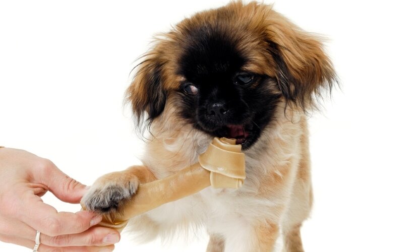 Pekingeses Eat