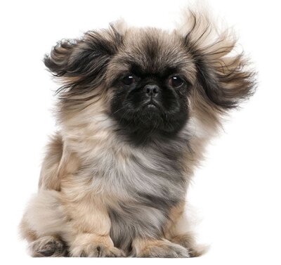 Pekingese puppy